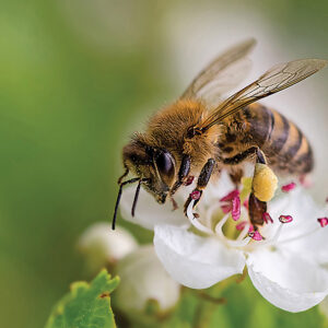 highlands-nc-center-for-life-enrichment-bee.jpg