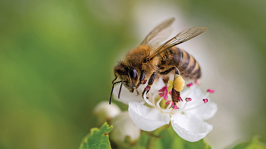 highlands-nc-center-for-life-enrichment-bee.jpg