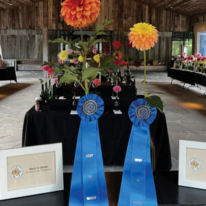 highlands-nc-dazling-dahlias-bascom