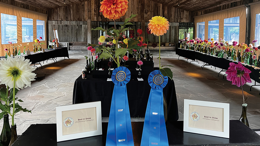 highlands-nc-dazling-dahlias-bascom