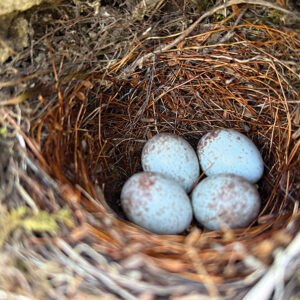 standing-indian-eggs