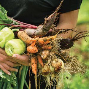 stock-vegetables-gardening.jpg
