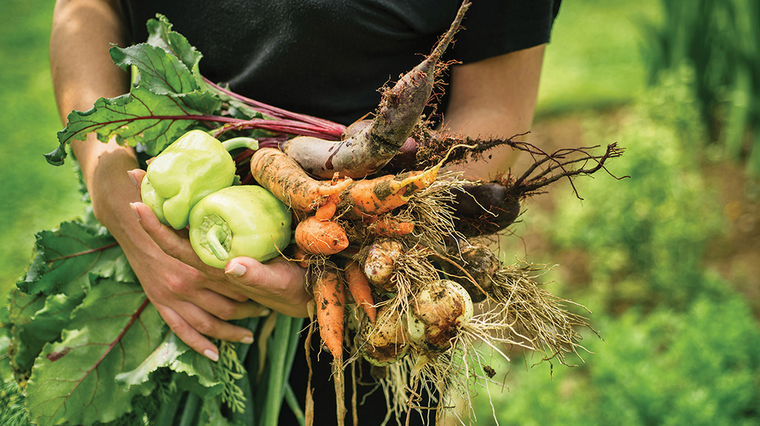 stock-vegetables-gardening.jpg
