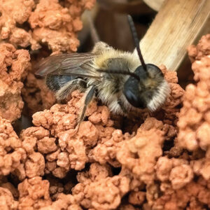 Burrowing-Bee