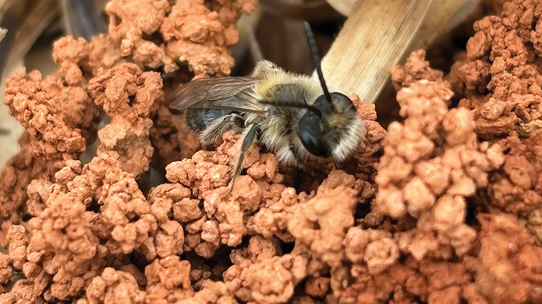 Burrowing-Bee