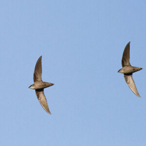 Chimney-Swifts.jpg