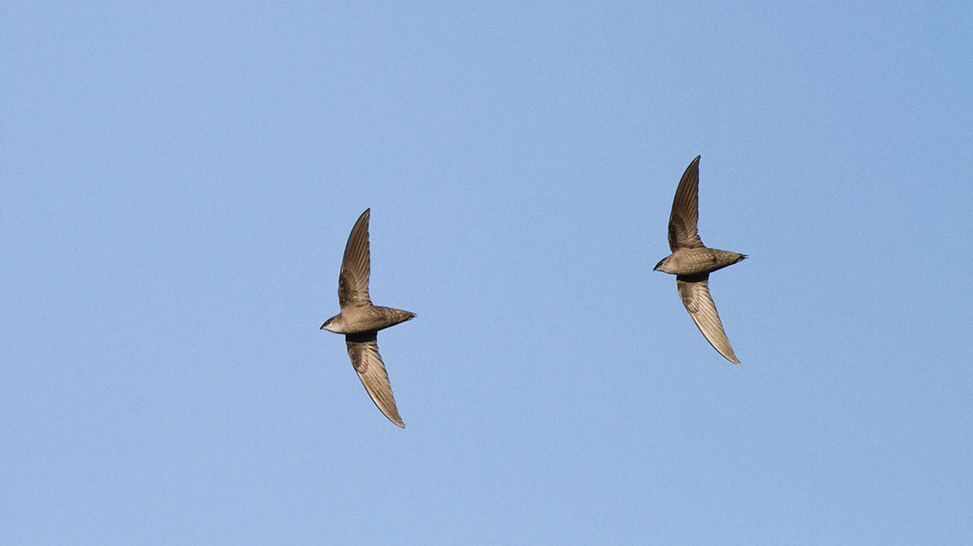 Chimney-Swifts.jpg