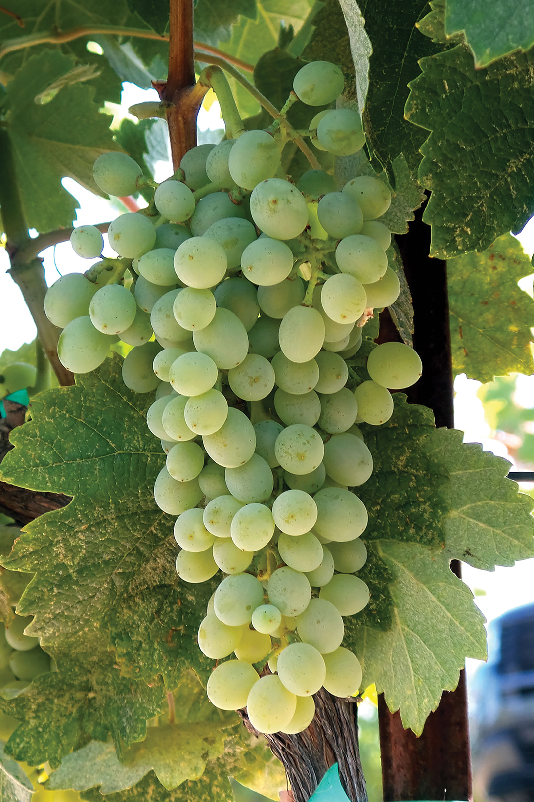 Clairette-Blanche.jpg