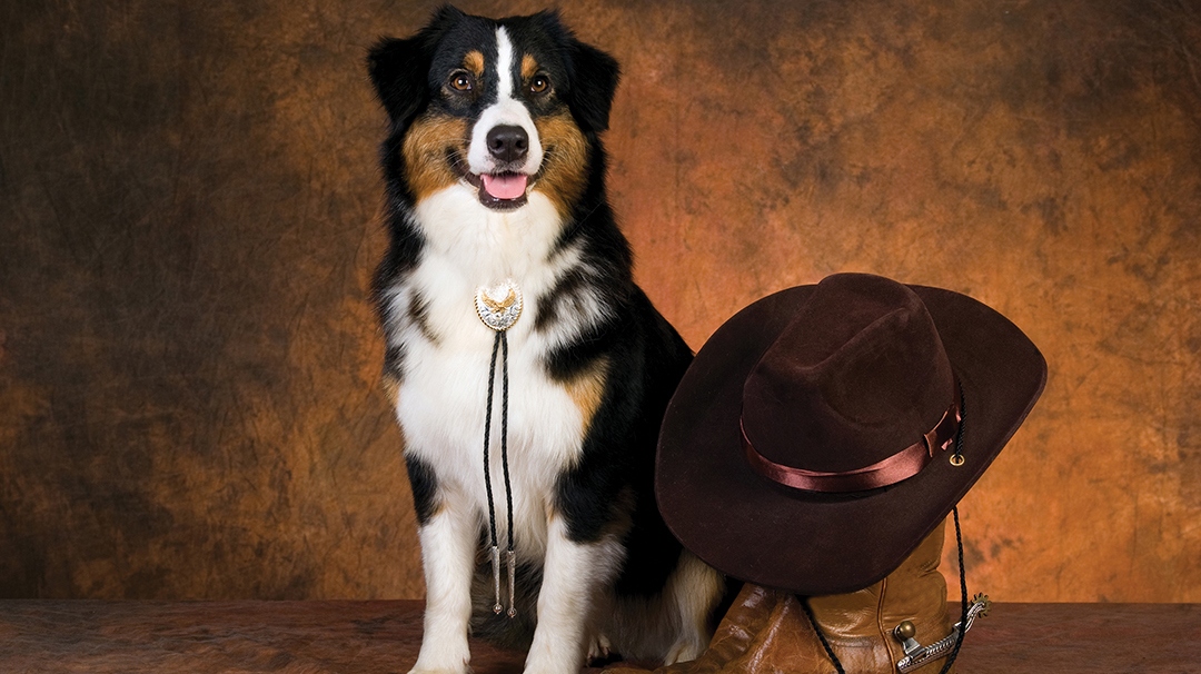 cashiers-highlands-humane-society-paws-boots.jpg