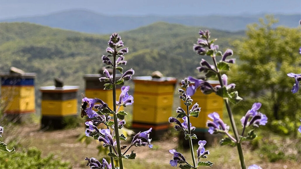 highlands-nc-acorns-killer-bees-honey-pop-up