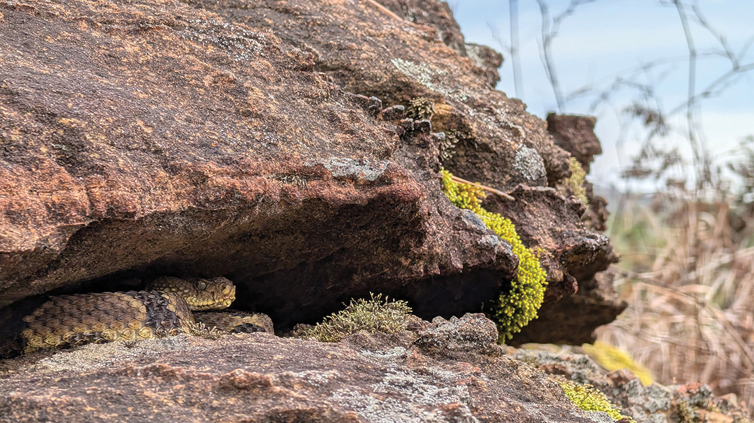 highlands-nc-land-trust-rattlesnake-crevice