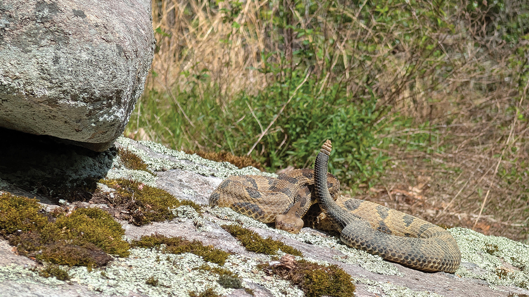 highlands-nc-land-trust-rattlesnake-pointer