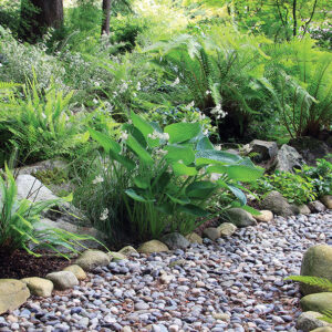 stock-shade-garden.jpg