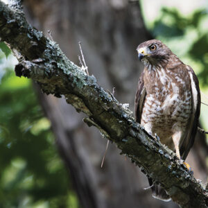 broad-winged-hawk-stock.jpg