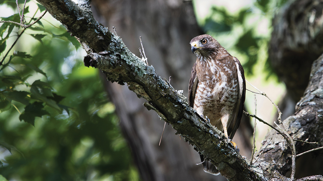 broad-winged-hawk-stock.jpg