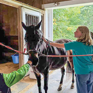 highlands-nc-carpe-diem-farms-petting