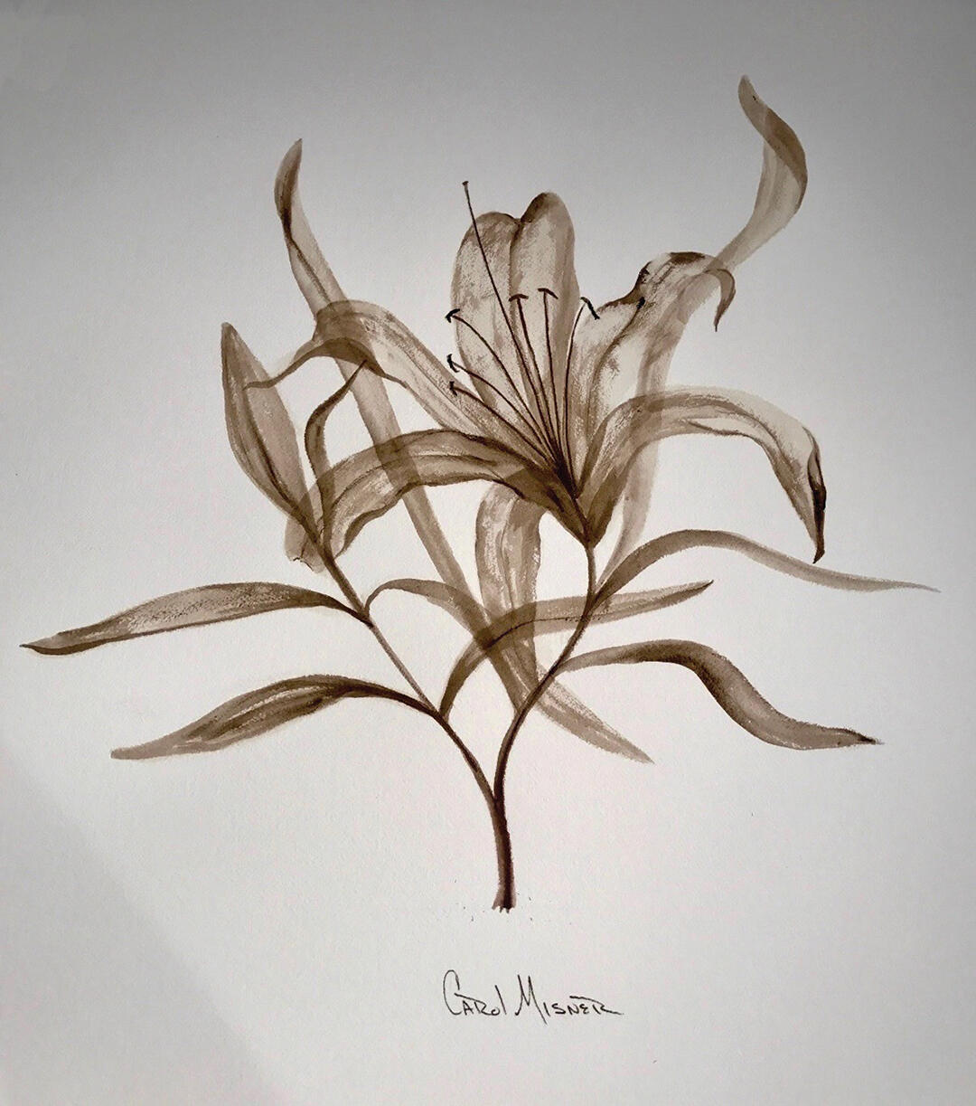 highlands-nc-not-dead-yet-2-Day-lilies
