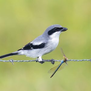 Loggerhead-Shrike-with-Dragonfly-1.jpg
