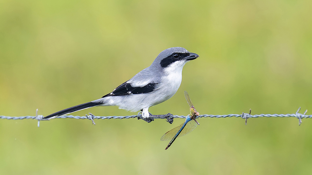 Loggerhead-Shrike-with-Dragonfly-1.jpg