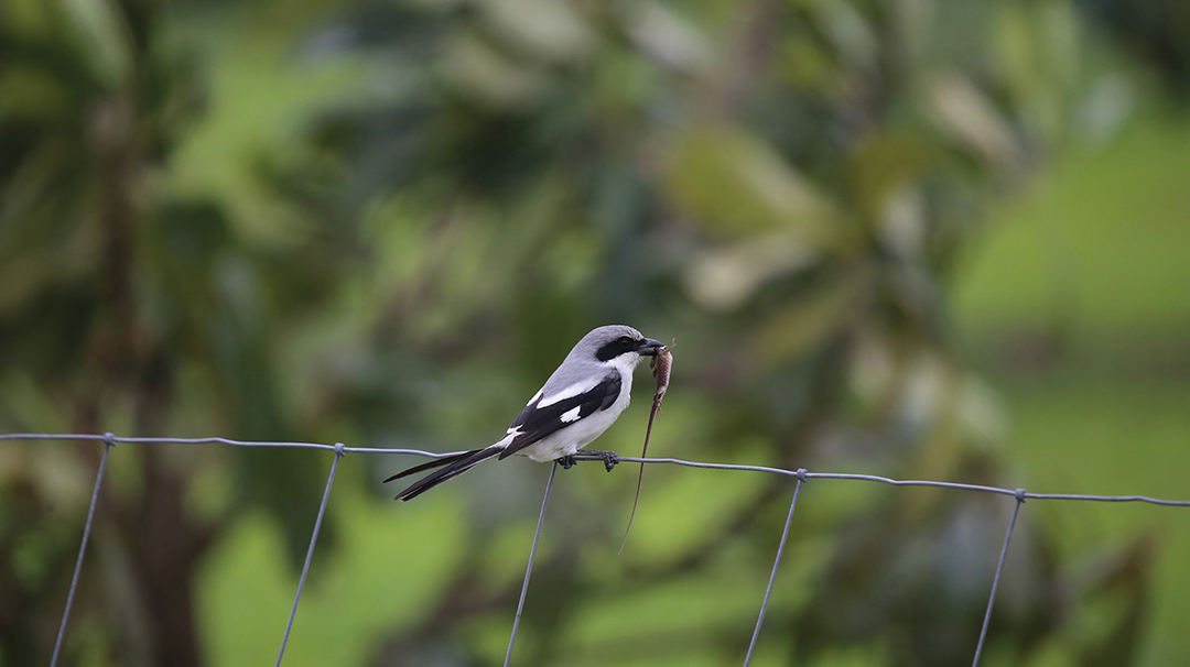 Loggerhead Shrike with Lizard