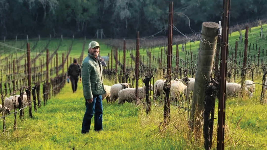 davis-family-vineyard-sheep-guy-davis
