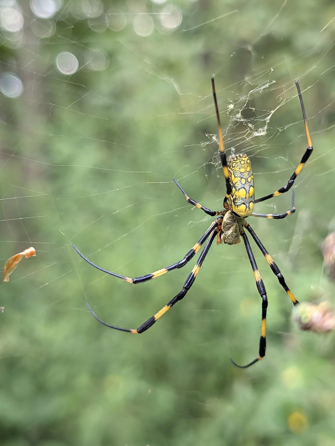 highlands-cashiers-land-trust-spider-andrew-renfro