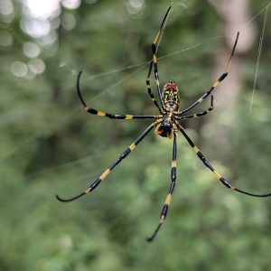 highlands-cashiers-land-trust-spider-andrew-renfro2
