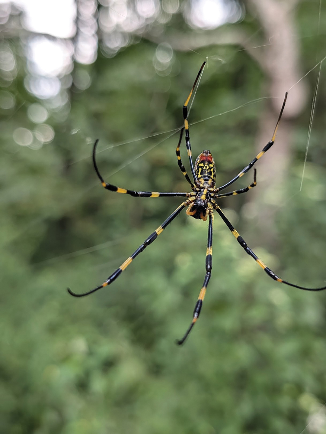highlands-cashiers-land-trust-spider-andrew-renfro2