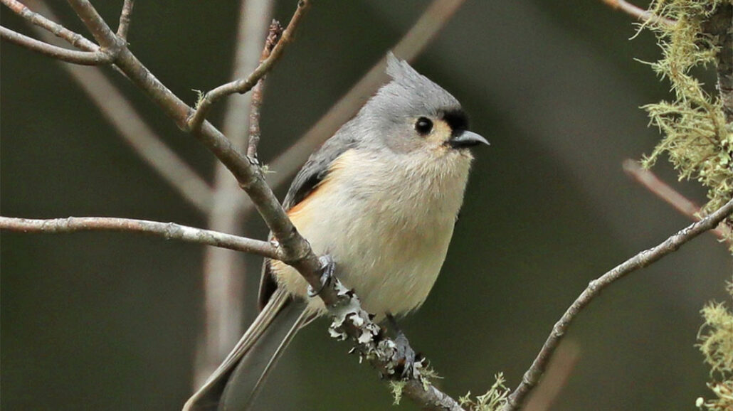 highlands-nc-biological-station-intro-backyard-birding