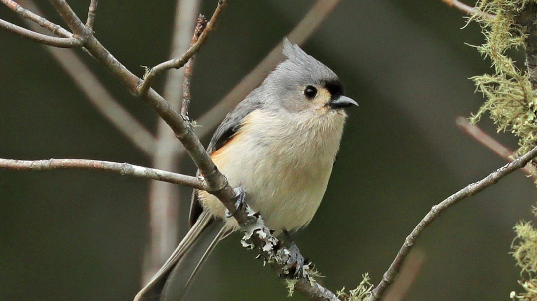 highlands-nc-biological-station-intro-backyard-birding