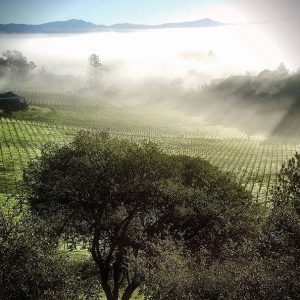 sonoma-retreat-soul-patch-4-vineyard-fusion